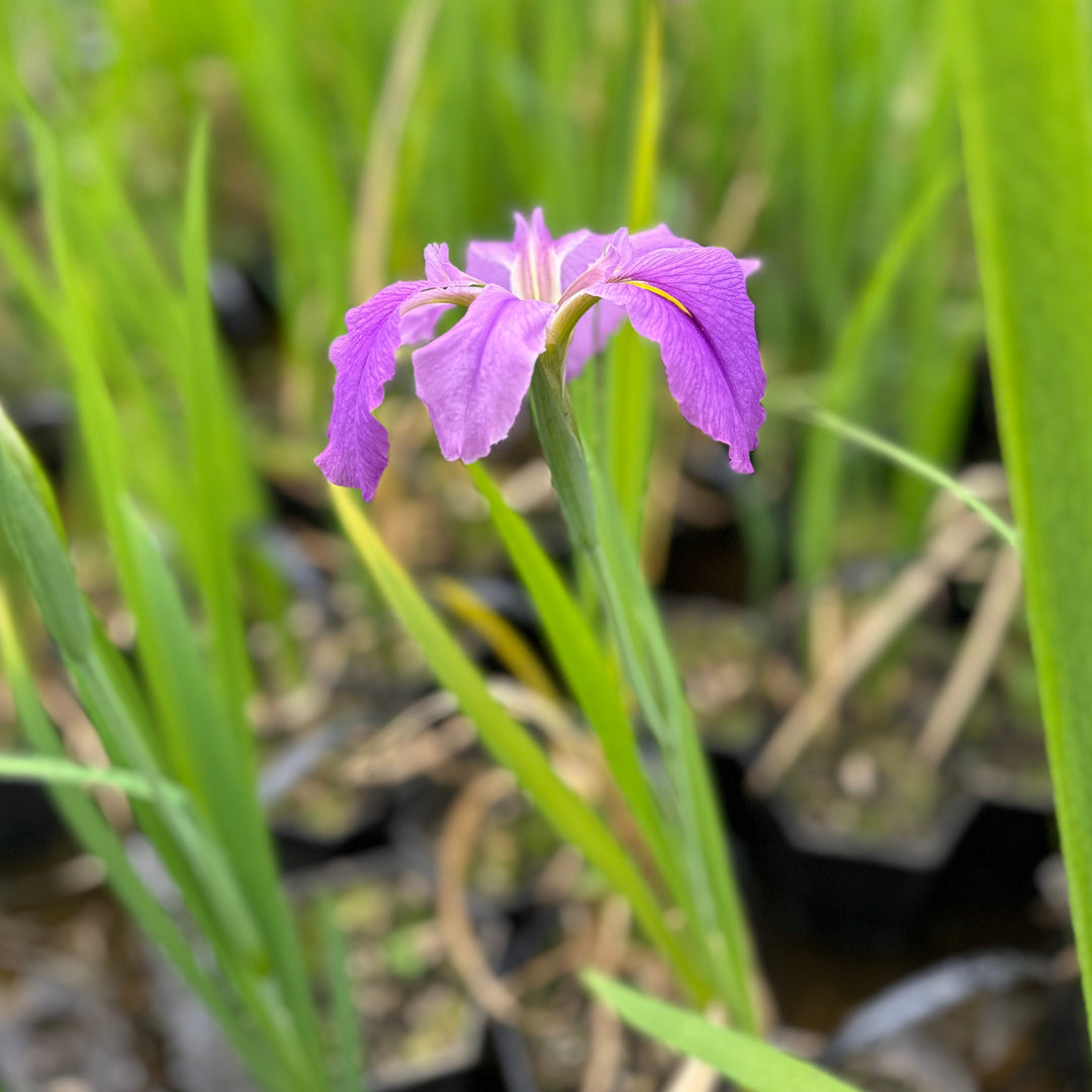 Iris louisiana 'Dancing Vogue' - Plants for Ponds