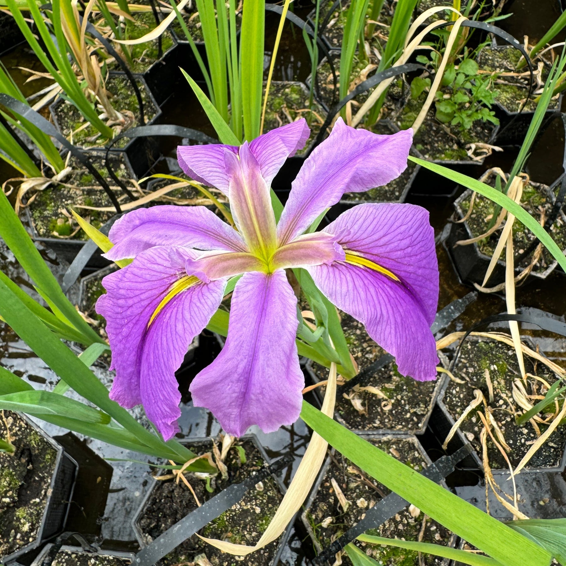 Iris louisiana 'Dancing Vogue' - Plants for Ponds