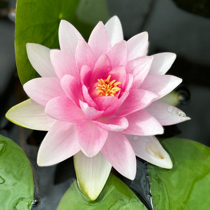 Madame Wilfron Gonnere Waterlily