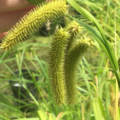 Cyperus Sedge | Carex pseudocyperus