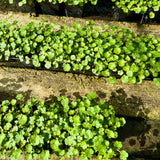 Lawn Pennywort | Hydrocotyle sibthorpiodes