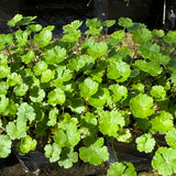 Lawn Pennywort | Hydrocotyle sibthorpiodes