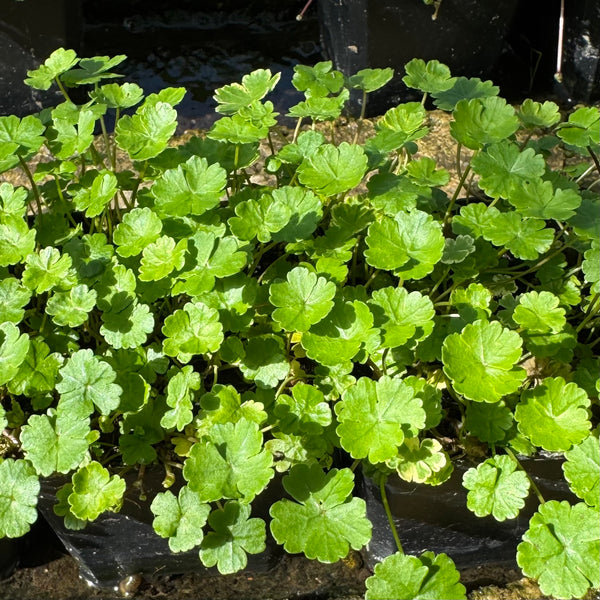 hydrocotyle sib variegata Crystal confetti (Hydrocotyle sibthorpiodes variegata)Plants for Ponds