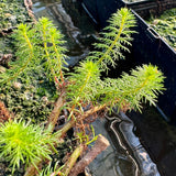 Upright Water Milfoil | Myriophyllum crispatum