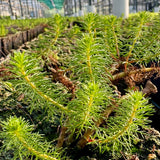 Upright Water Milfoil | Myriophyllum crispatum