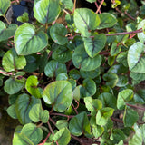 Yellow Loosestrife | Lysimachia christinae 'Sunburst'