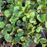 Yellow Loosestrife | Lysimachia christinae 'Sunburst'
