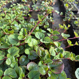 Yellow Loosestrife | Lysimachia christinae 'Sunburst'