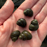 Trapdoor Snail | Viviparus viviparus