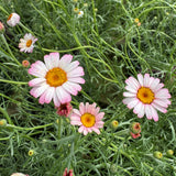 Rockery Plant Collection