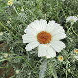 Rockery Plant Collection