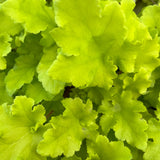 Shady Pondside Plants