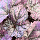 Shady Pondside Plants