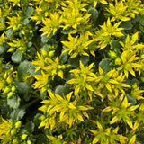 Late Summer Flowers Collection