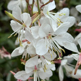 Late Summer Flowers Collection