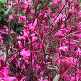 Late Summer Flowers Collection