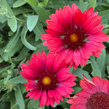 Late Summer Flowers Collection