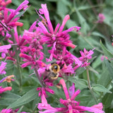 Late Summer Flowers Collection