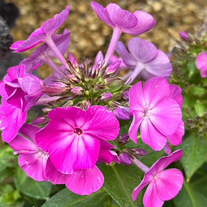 Late Summer Flowers Collection