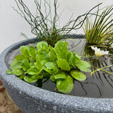 Mini Garden Pond Kit