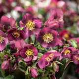 Helleborus HGC® Snow Roses® Collection