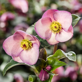 Helleborus HGC® Ice N' Roses® Collection