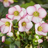Helleborus HGC® Ice N' Roses® Collection