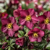 Helleborus HGC® Ice N' Roses® Collection