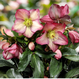 Helleborus HGC® Ice N' Roses® Collection