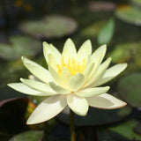 Inner Light Waterlily