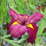 Iris louisiana 'Ann Chowning'