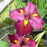 Ornamental Marginal Pond Pack