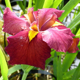 Iris louisiana 'Ann Chowning'