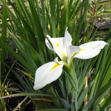 Iris Louisiana 'Her Highness'