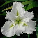 Iris louisiana 'Waihi Wedding'