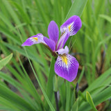 Iris Robusta 'Gerald Derby'