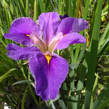 Iris Louisiana 'Pegaletta'