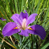 Iris Louisiana 'Pegaletta'