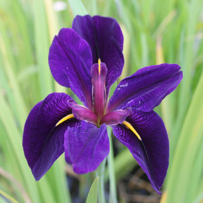 Iris louisiana 'Black Gamecock'