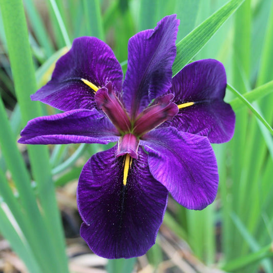 Iris louisiana 'Black Gamecock'