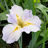 Iris louisiana 'Waihi Wedding'