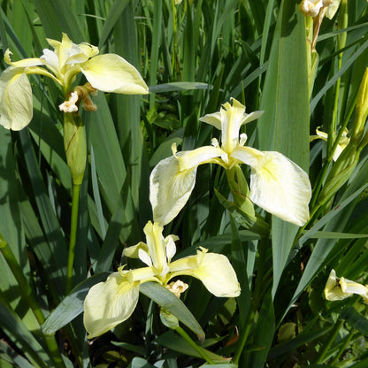 Iris pseudacorus var. bastardii