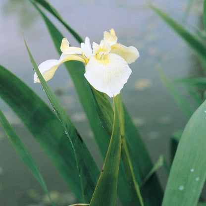 Iris pseudacorus var. bastardii