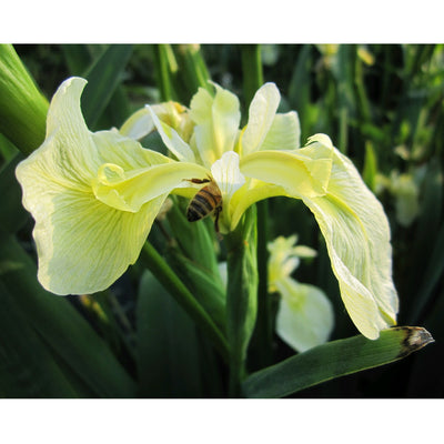 Iris pseudacorus var. bastardii