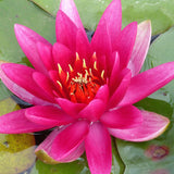 James Brydon Waterlily