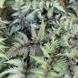 Japanese painted fern | Athyrium nipponicum Metallicum