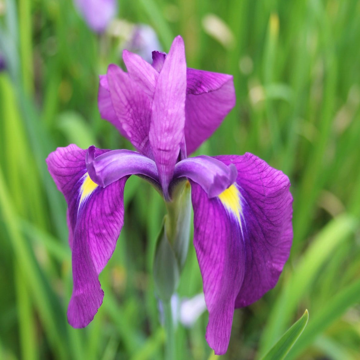 Japanese clematis Iris | Iris ensata 'Kaempferi'