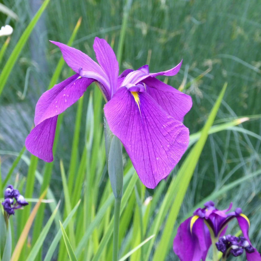 Japanese clematis Iris-(Iris ensata 'Kaempferi')