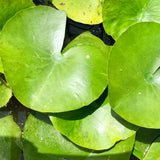 Joey Tomocik Waterlily