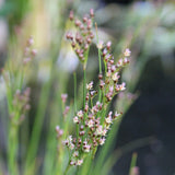 Sea Rush | Juncus maritimus